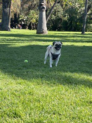 Having fun at the park