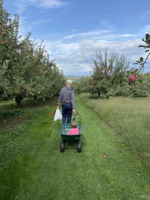 My dad pulling my daughter in the orchard.