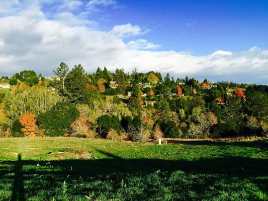 Sebastopol hillside beauty.