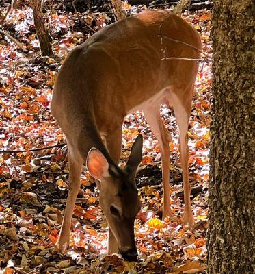 Deer on the side of the road.