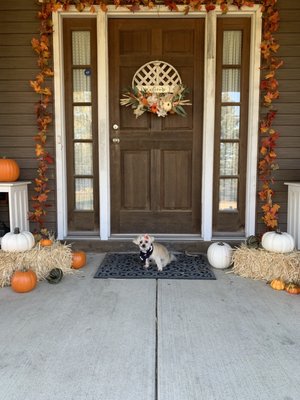 My little fur baby feeling the season!