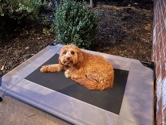 Max "placing" Halloween Night