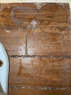 Black mold on bathroom floor and the tank of the toilet