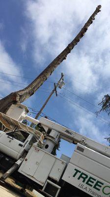 Removing 100 feet cypress trees