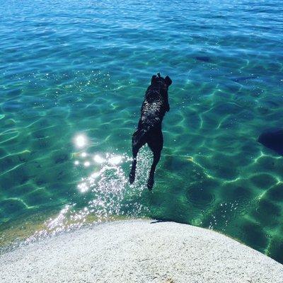 Leaping Labradors - Lake Tahoe