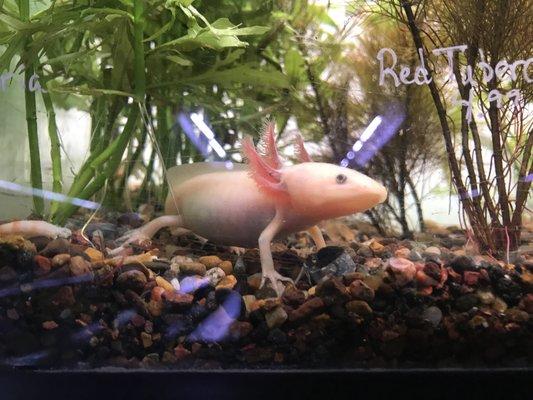 Axolotls are awesome!