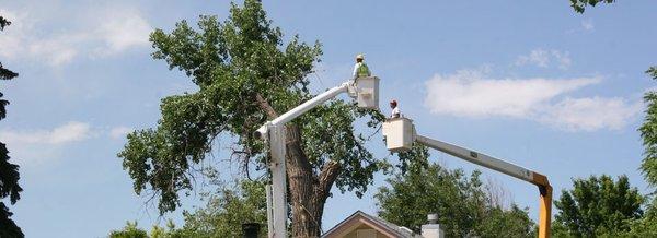 Two of our bucket trucks cutting limbs for a crane to lower safely.