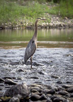 You'll see many different kinds of birds in the Canyon.