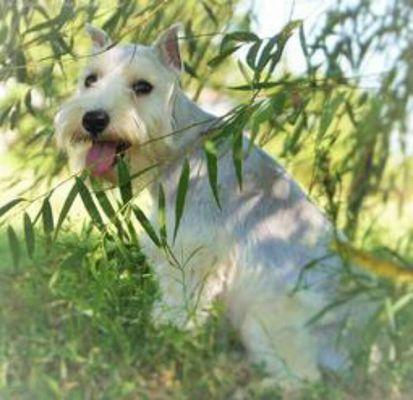 'Tiara', our gorgeous salt and pepper(looks white) youngest Miniature Schnauzer female. She is a sweet little princess!