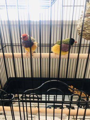 Goulding Finches