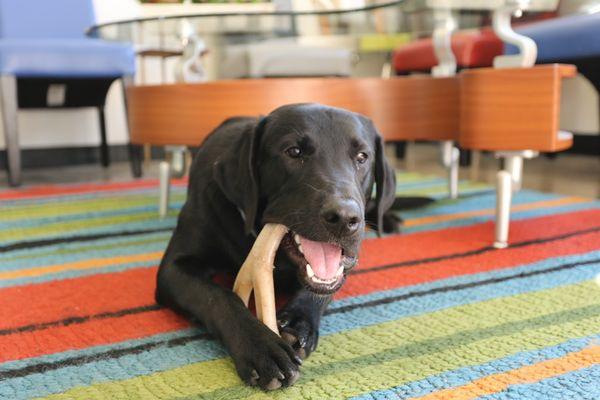 Gunner - Gunner is an emotional support therapy dog. He is great with all persons and especially loves kids of all shapes and sizes.