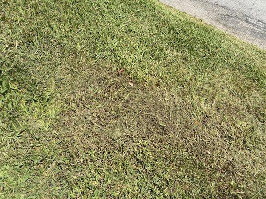 Burnt grass with riding mower