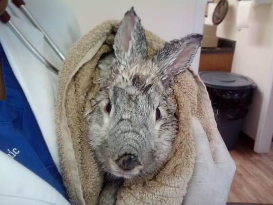 Smokey the bunny had a bath