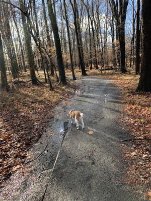 puppers on trail