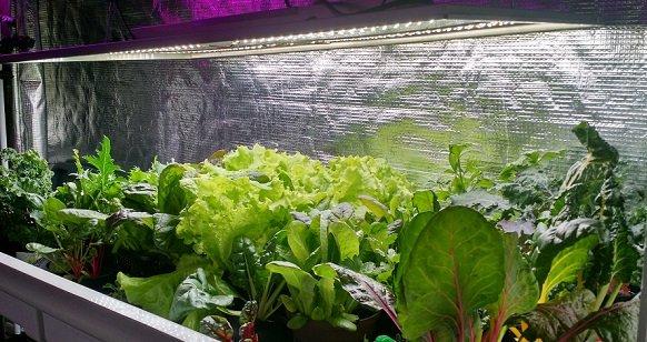 Variety of lettuce, chard and kale grown in an ebb and flow system at Urban Gardens of Jax, Jacksonville's Hydroponic Store.