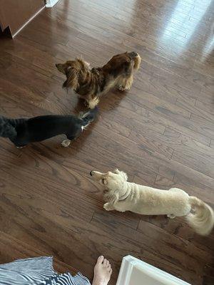 Long Hair Bathing for Luke (Boar), Summer Cut for Izzy (Long Hair Cream), Summer Cut (Long Hair Black and Cream).