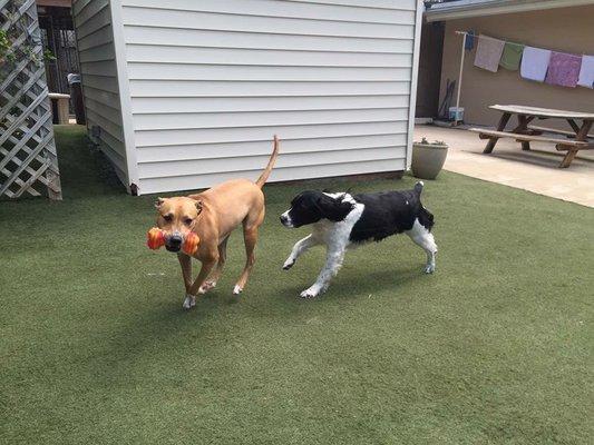 Happy patients playing outside! http://www.boulevardanimal.com/indoor-outdoor-boarding.html