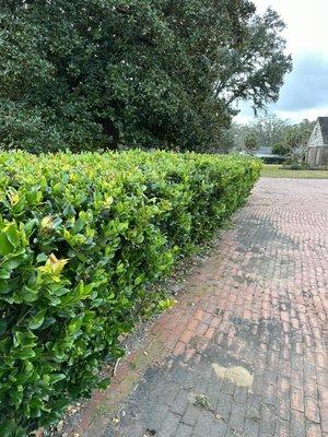 American Grounds Service trimming bushes in Ocala.