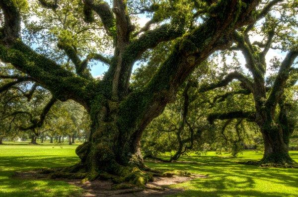 Live Oak tree care provided by Tree Service of Lafayette, LA