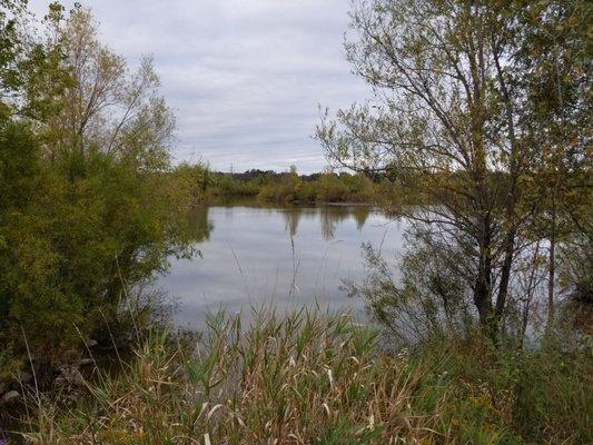 Wetland Pond