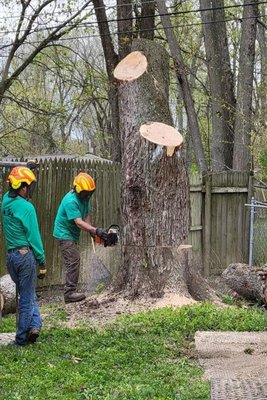 Santos Tree Service