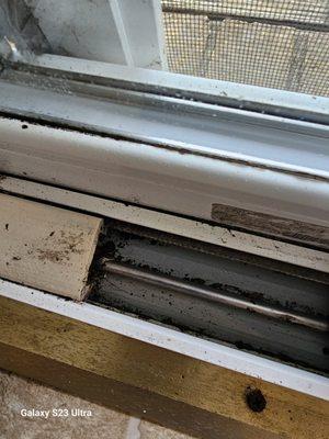 Water leaks and black mold