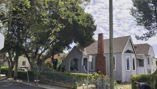 Took Down 4 trees to help this new homeowner show off the beauty of a home  Before