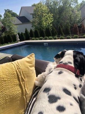 My sweet lil Dalmatian overlooking the pool area.