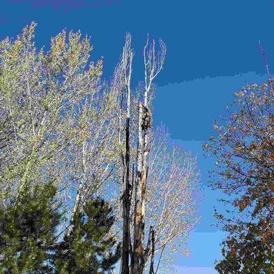 The dis assembling of a dead standing cottonwood climbing in rigging