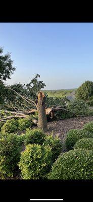 Bradford pear stump removal