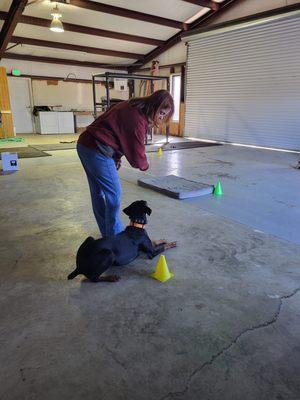 KC's Dog Obedience and Training, LLC