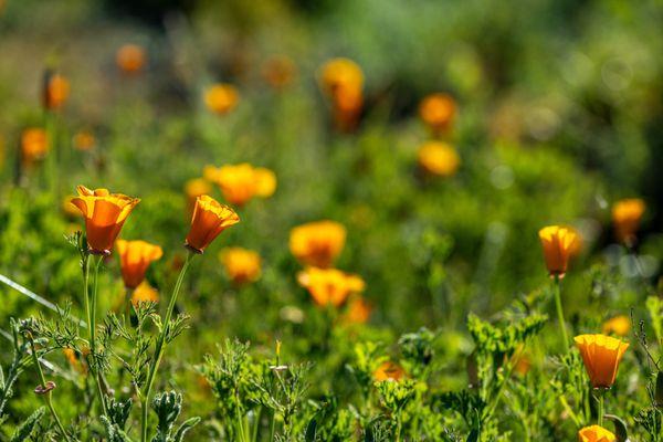 Shell Ridge Open Space