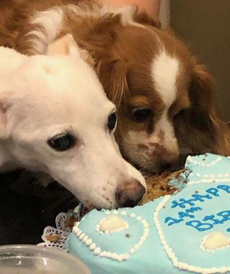 Digging in - the paw shaped cake is pretty big