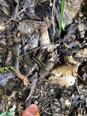 Brightly colored Centipede along the path.