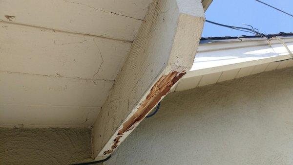 Drywood termite damage in exterior rafter tail.