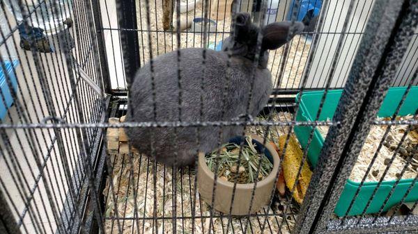 corn and peanuts in food bowl