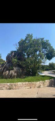 Dead palm removal with pruning.