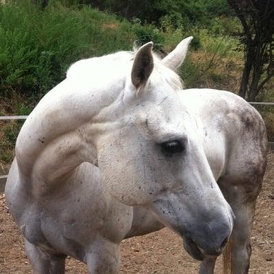 Diamond, one of the lesson horses