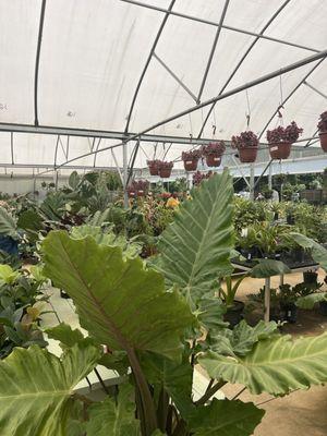 Pinelands Nursery Company