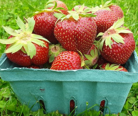 Strawberry season is here.