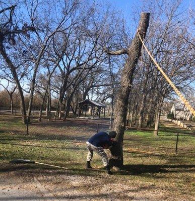 Happy Tree Trimming