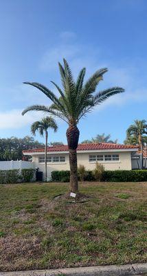 Phoenix Palm tree