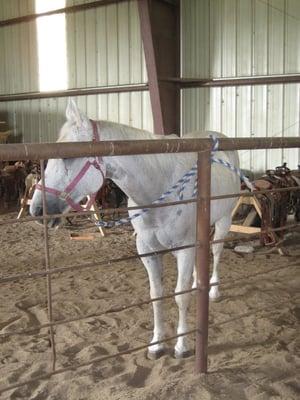 Singletree Stables