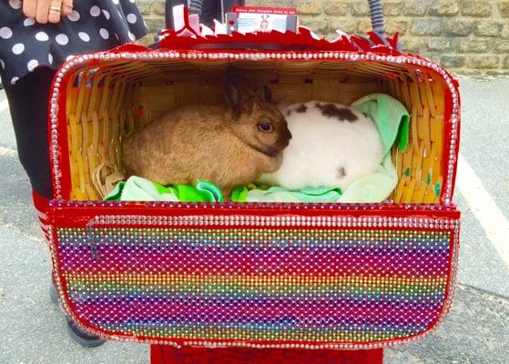 Bunnies in a box