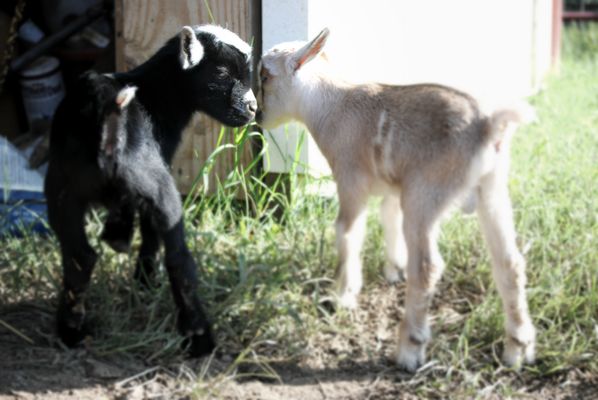 GoatToBeZen Yoga