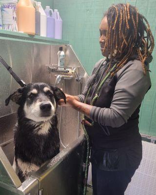 Llondon giving Reggie a much needed deshed treatment.