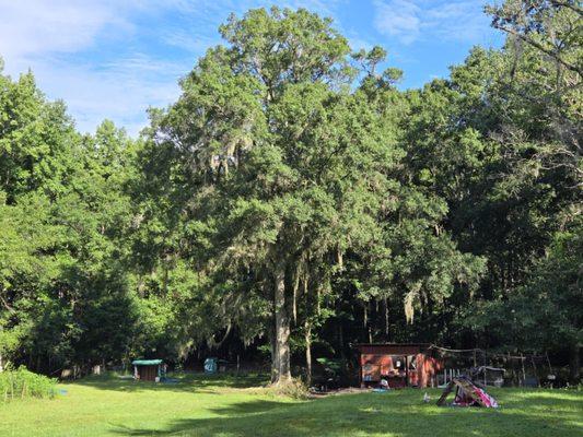 Out favorite tree & our little red barn