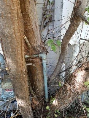 Tree removal. This one was quite tedious. Tree almost grown around natural gas line and actually tore the electrical service off the home.