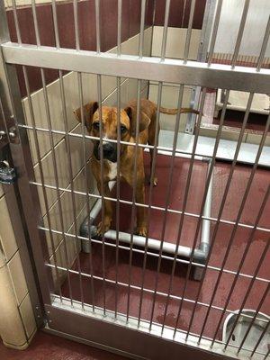 Bruno in his kennel