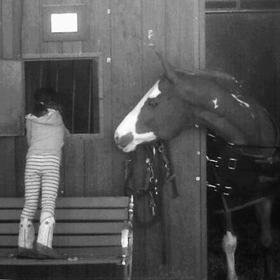 Kids feeding ponies, ponies making sure they do it right